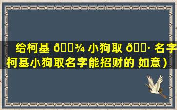 给柯基 🌾 小狗取 🕷 名字（柯基小狗取名字能招财的 如意）